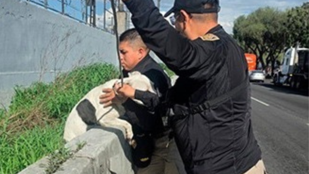 SSC rescata a perrito que quedó atrapado en carriles de Calzada Ignacio Zaragoza