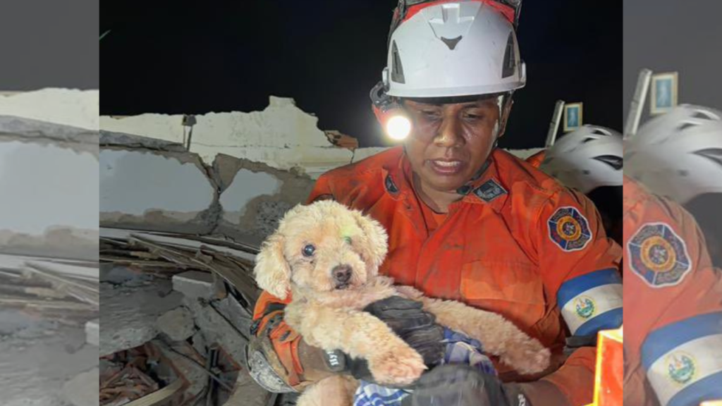Venezuela: rescatan a Giselle, la perrita que pasó 5 días bajo los escombros tras los terremotos