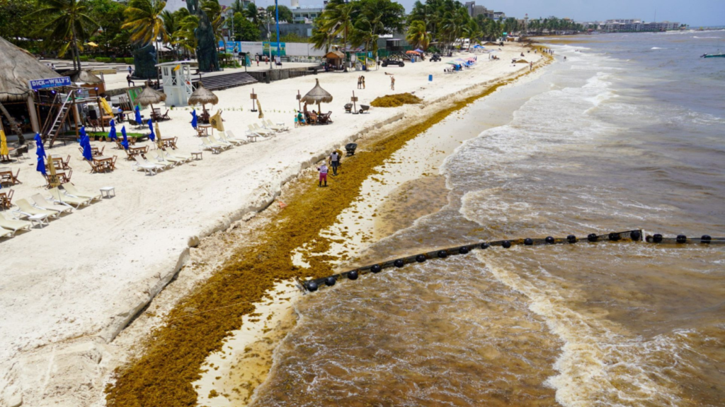 Sargazo en Quintana Roo: Gobierno de México destinarán más de 2 mil mdp para proteger playas