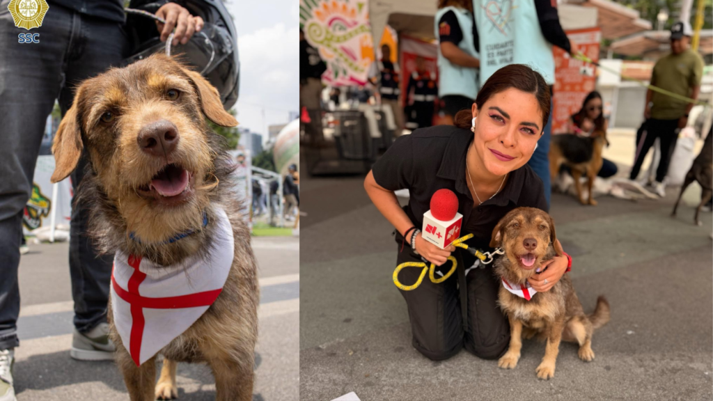 Jornada de adopción en la Glorieta de Insurgentes: “Bigotes” se reencuentra con su dueño tras aparecer en un noticiero