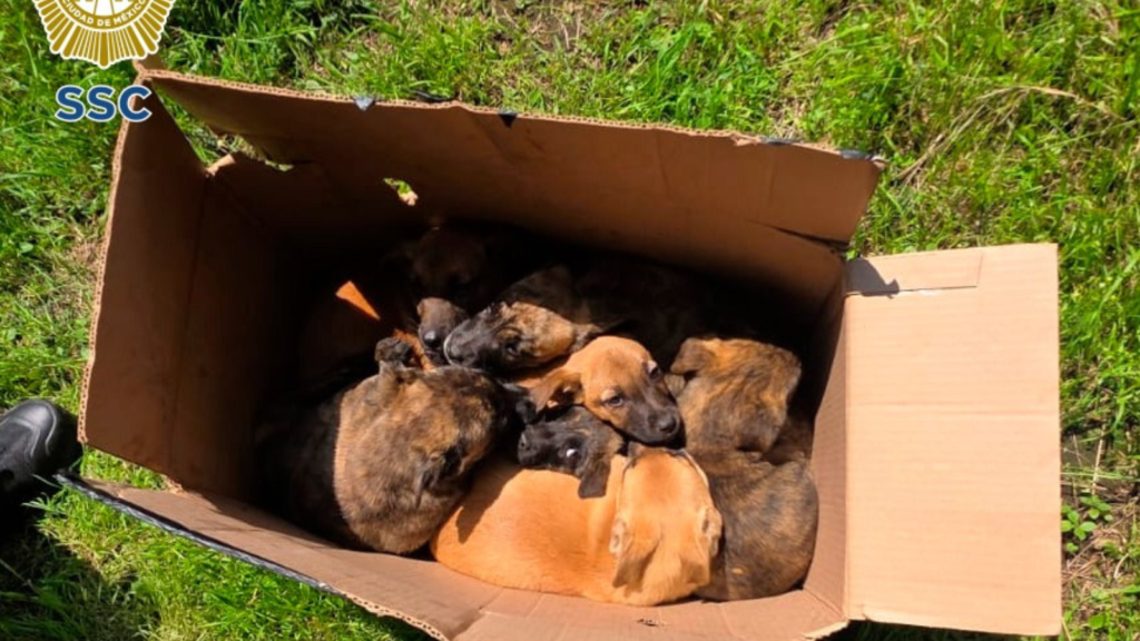 Abandonan a ocho perritos en una caja en Tlalpan; policías los rescatan y ya buscan un hogar