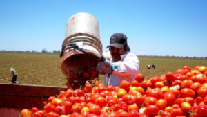 Tomate mexicano: EU se niega a retirar el arancel antidumping