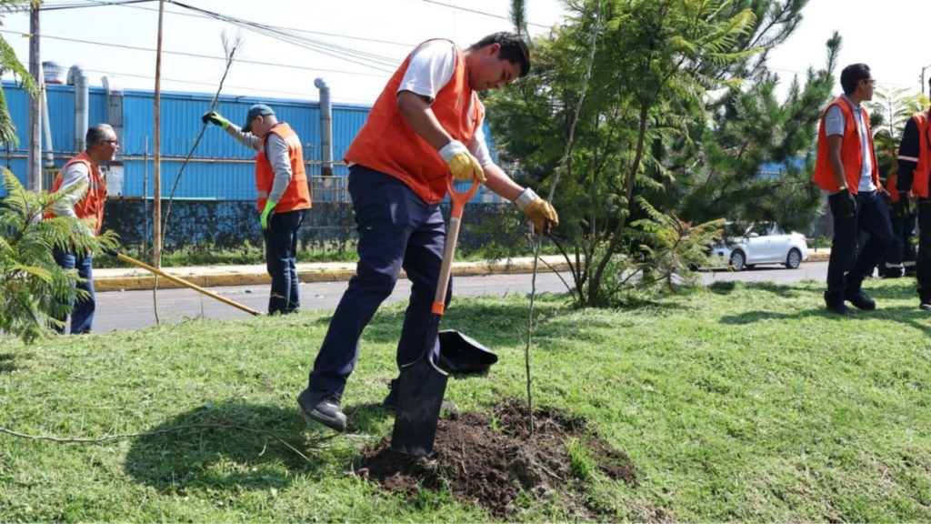 Arborización en Toluca: plantan 450 árboles para combatir las islas de calor urbanas