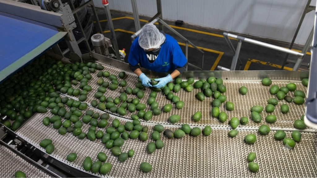 EE.UU frena exportaciones de aguacate desde Michoacán; denuncian amenazas a su personal