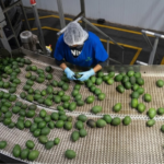 EE.UU frena exportaciones de aguacate desde Michoacán; denuncian amenazas a su personal