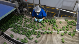 EE.UU frena exportaciones de aguacate desde Michoacán; denuncian amenazas a su personal