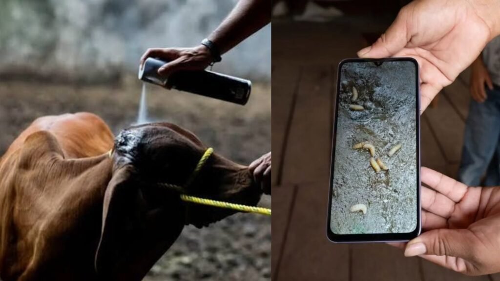 Alertan por nuevos casos de gusano barrenador en fauna y ganado en EU 