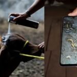 Alertan por nuevos casos de gusano barrenador en fauna y ganado en EU 