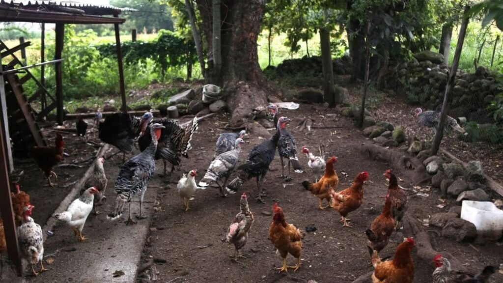 Brote de infección viral en Brasil provoca suspensión de importación de aves a México