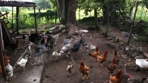Brote de infección viral en Brasil provoca suspensión de importación de aves a México