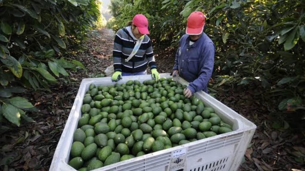 Sheinbaum firma acuerdo para impulsar producción y exportación aguacatera