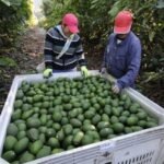 Sheinbaum firma acuerdo para impulsar producción y exportación aguacatera