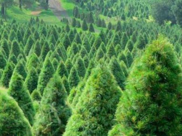 arbol-de-navidad-6538178698edf-600x293.jpg
