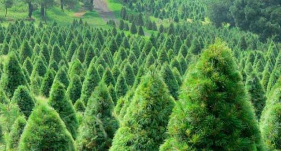 arbol-de-navidad-6538178698edf-600x293.jpg