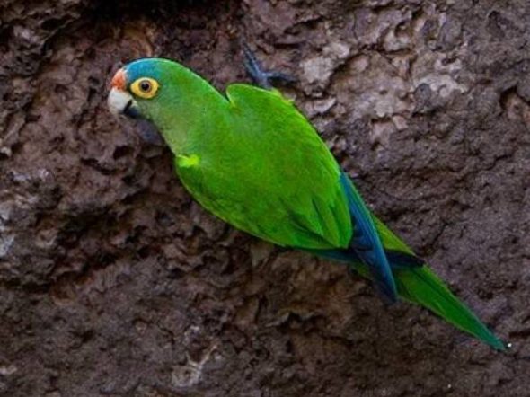 perico-frente-naranja-6538168a4a791-600x450.jpg